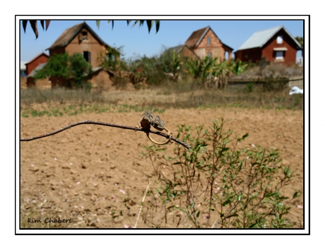 mada 4 caméléon kim site.jpg